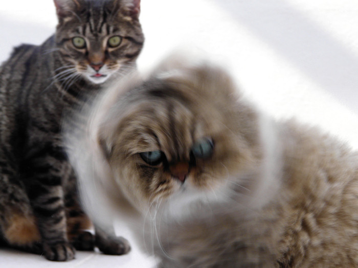 Tongue Cat & Driller Cat