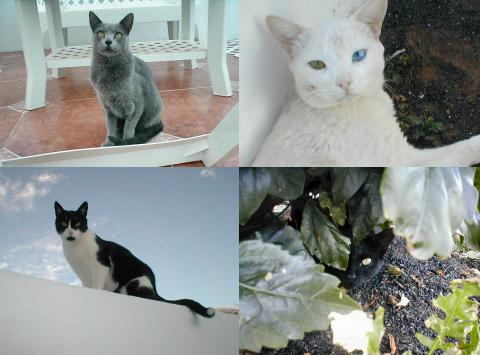 Lanzarote Cats