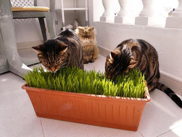 Hey man, this is good grass!