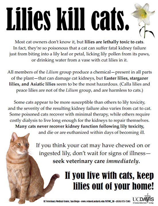 Lilies kill cats