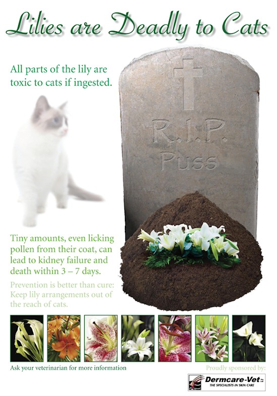 Lilies kill cats