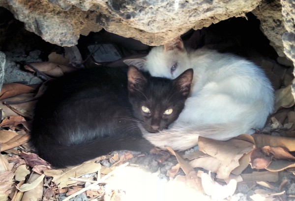 2-feral-kittens-living-in-the-rocks