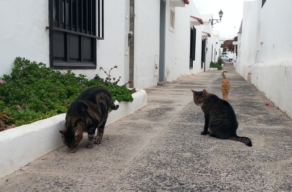 3-cats-in-safe-alley2