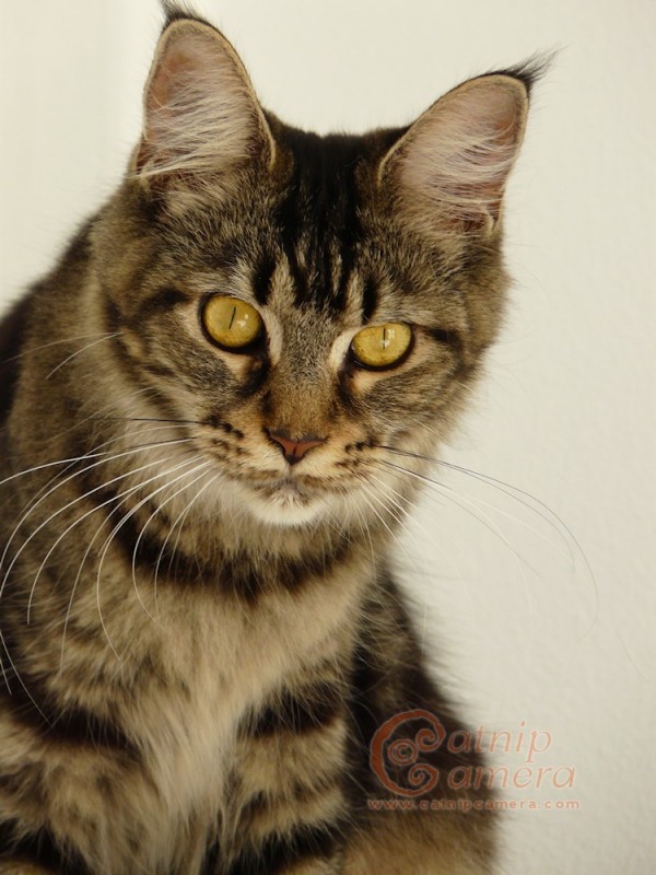 maine coon tabby