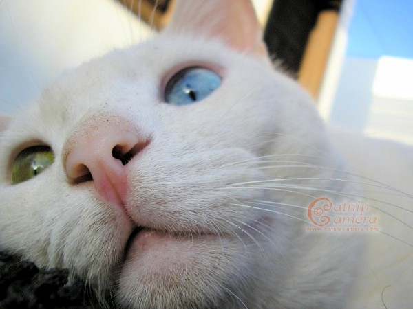 odd eyed white cat face