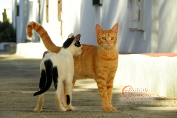 two kittens in alley