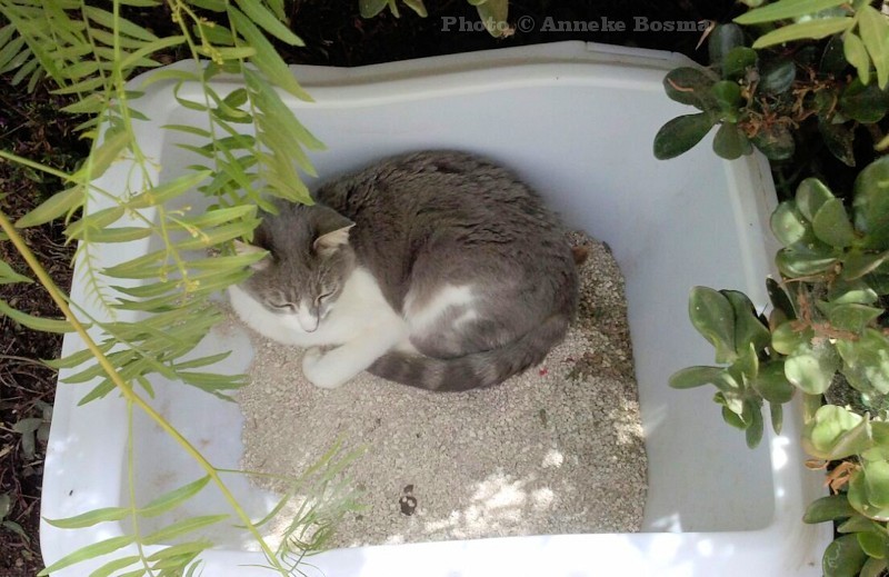 othercats-0383