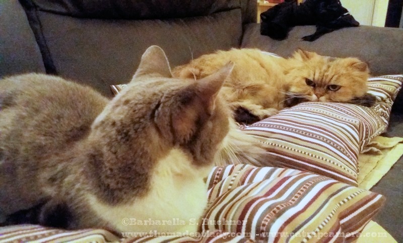 janelleandfriends-0050