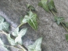 1-6-ivy-closeup