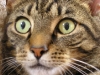 closeup-4-8