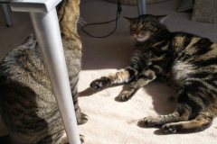 Kitty Fight Club