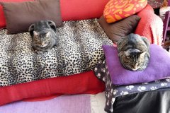 Lugosi & Spider