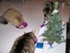 xmas2006-1-3