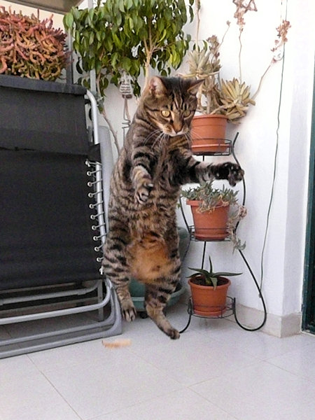 Spider “I can fly” von Fluffenstein