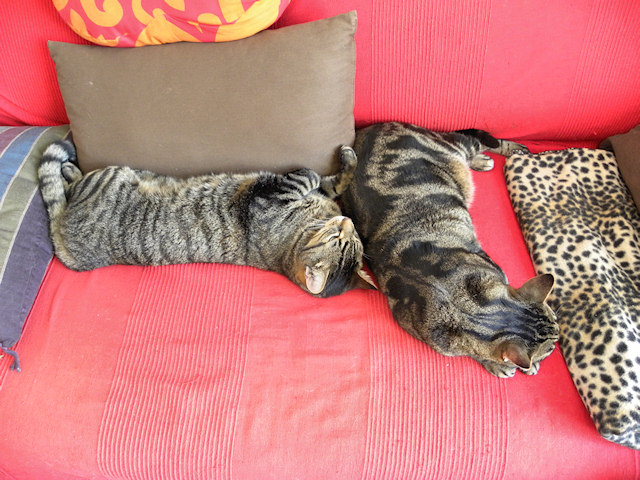 Random Sunday Kitty Pic Post