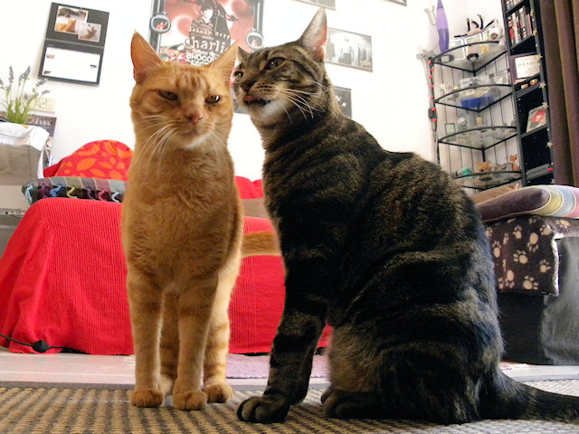 Random Sunday Kitty Pic Post