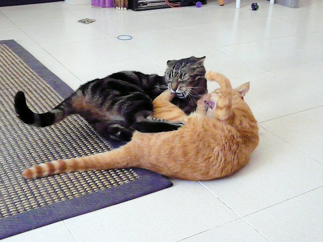 Kitty Fight Club