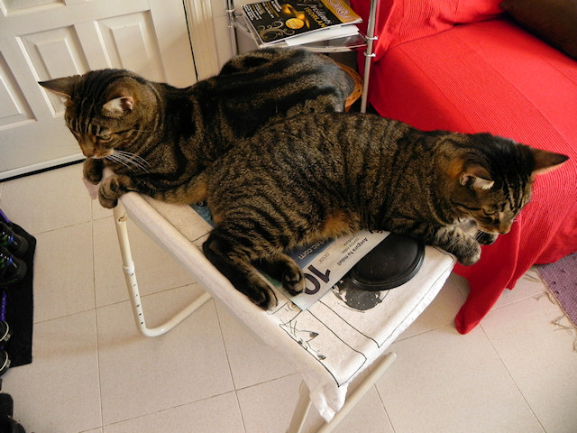 Two Cats on a Table…