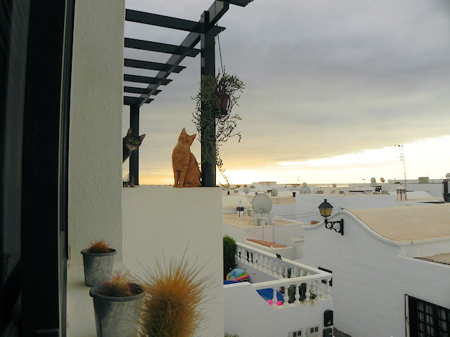 Kitty Shenanighans on the Balcony this Morning…