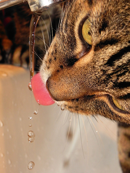 Thirsty Kitty…