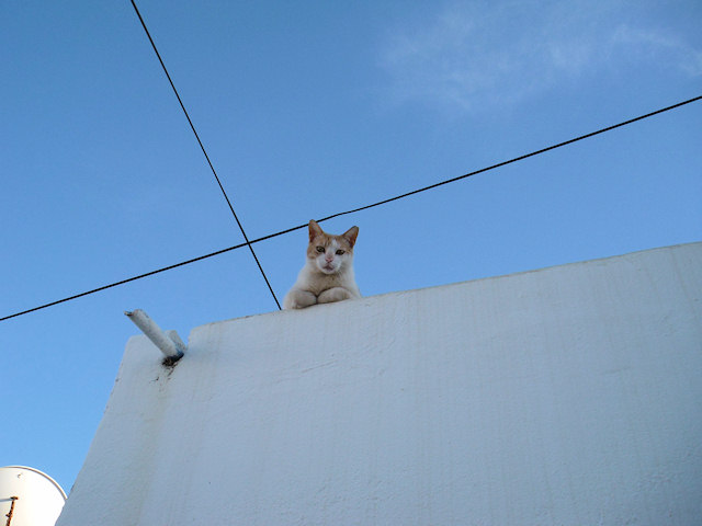Milou on the Roof