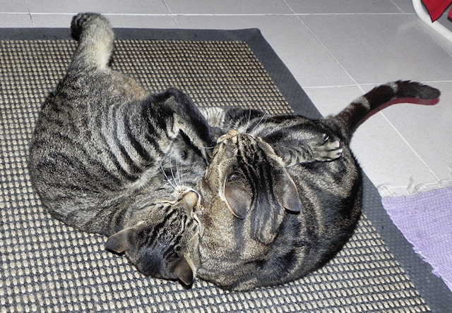 The Amazing Siamese Tabby Twins!