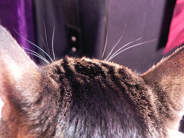 Spider´s cute little eye whiskers