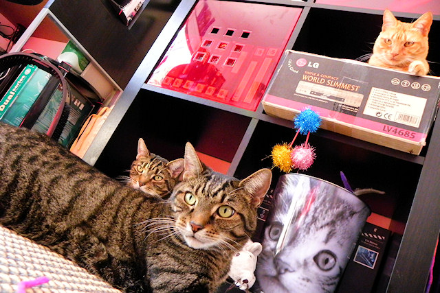 3 Terrors in one spot again!