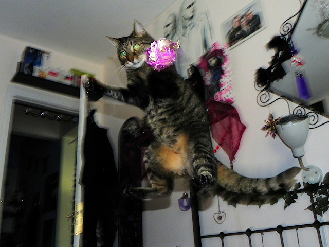 Jumping Champion Spider