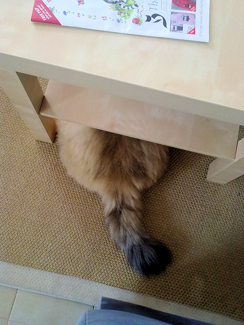 Über-Fluffy Cat Butt