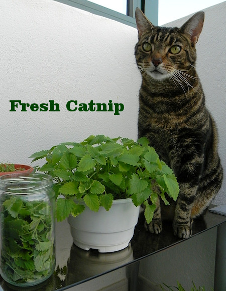 Organic Catnip from Lanzarote