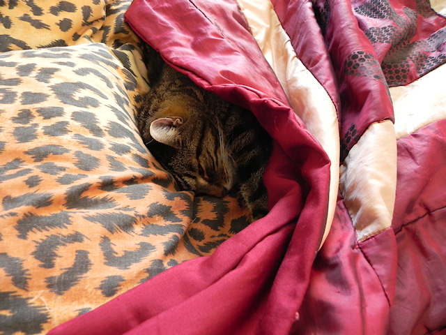 Poor Sick Spider Boy