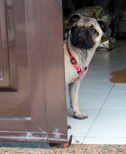 No kitties today… but a Pug Puppy!