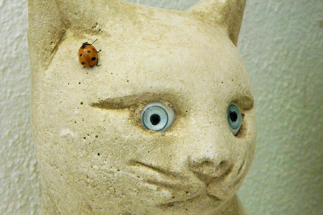Stone Kitty & Ladybird