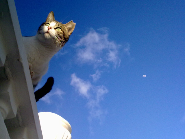 Kitty and the Moon