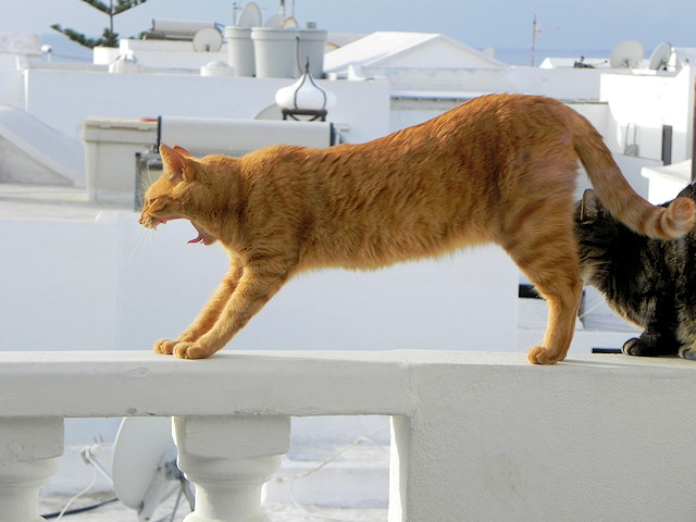 Yeeeeeeeaaaaaaaaawn-Strayche!