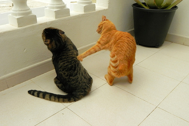 From the Kitty Fight Club Archives