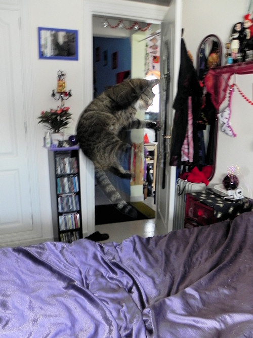Surreal Levitating Cat