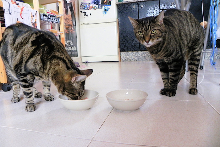 Happy 12th Birthday, Boys!