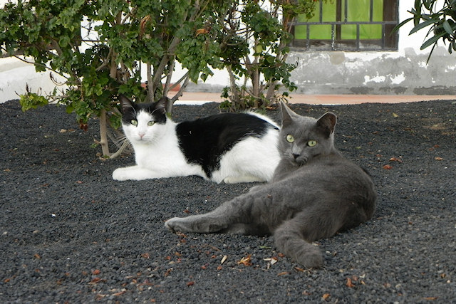 Feral Kitties