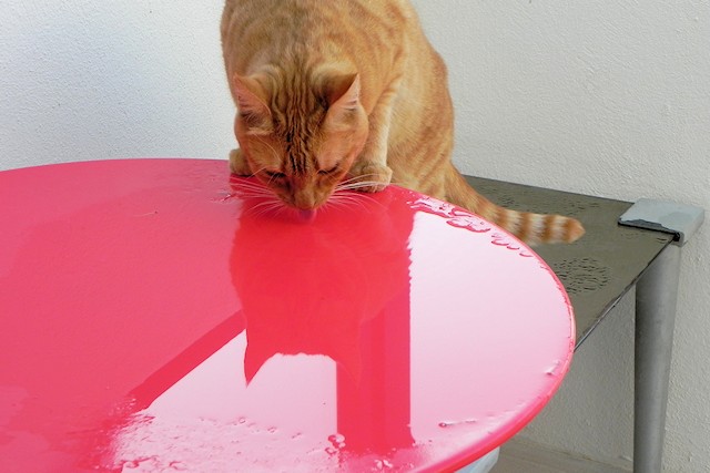 Ruby drinking the rain…