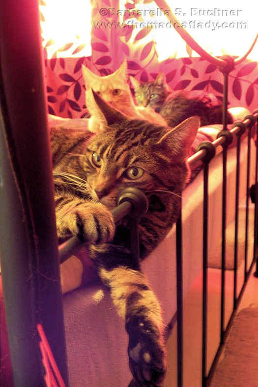 The 3 Terrors this Morning…