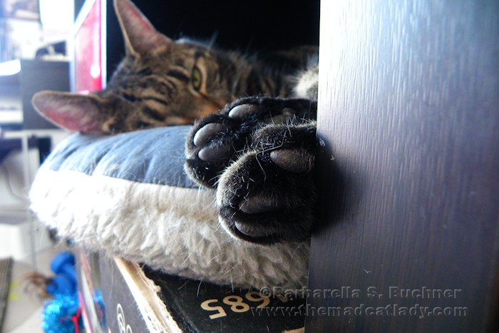 Paw Power. I haz it.