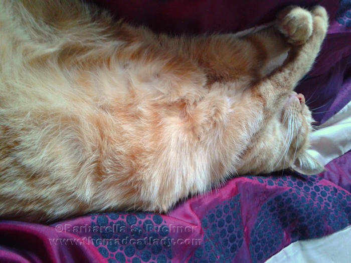 Ruby´s Fluffy Underside