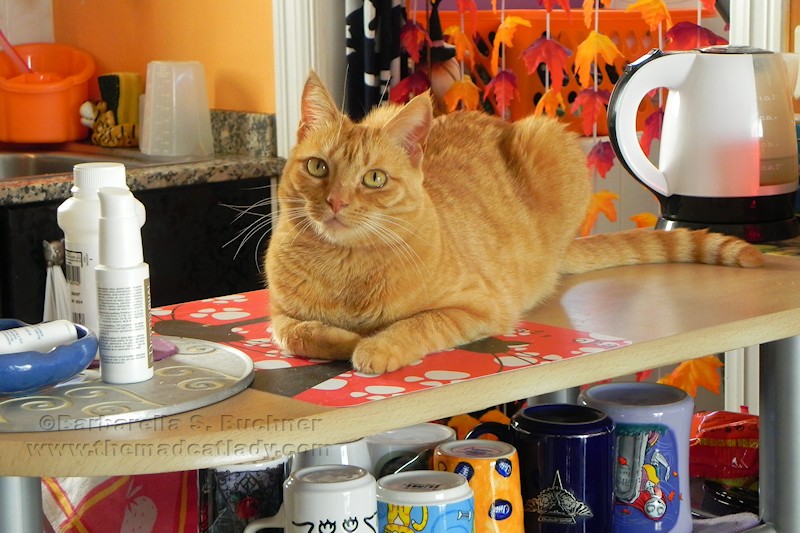 Ruby waiting for breakfast