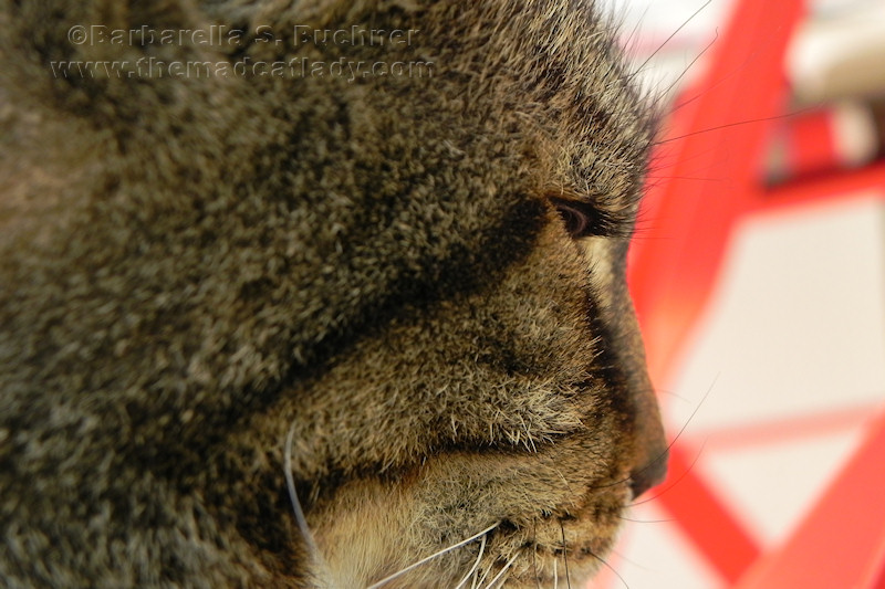 Amazing Kitty Eyelashes