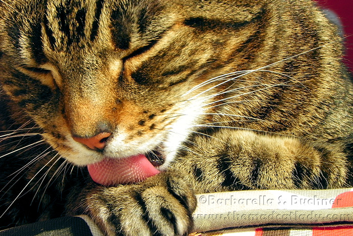 Gotta be clean when you´re a cat