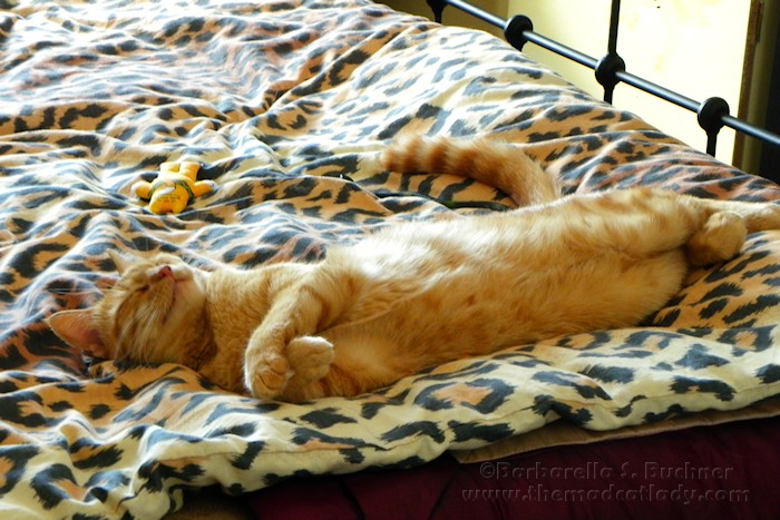 Random Thursday Kitty Pic Post