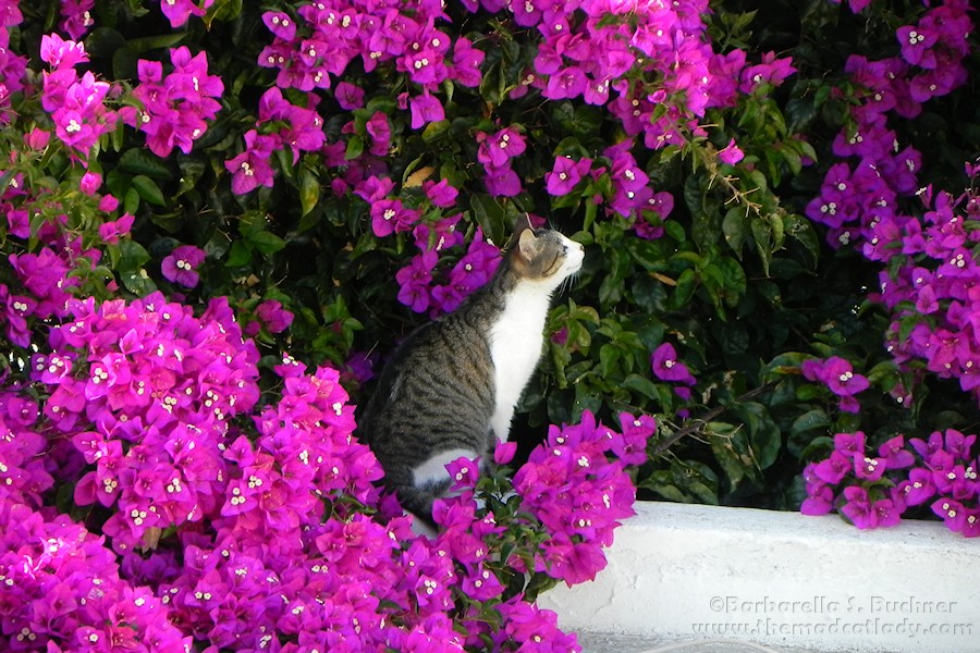 Bella in the Bougainvillea