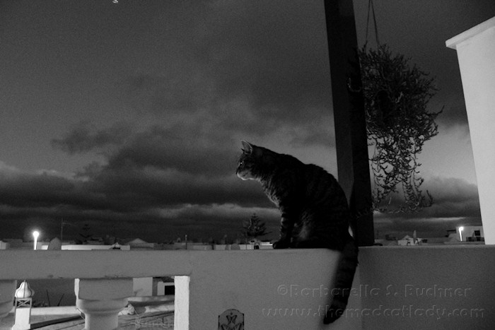 Spider against a dramatic sky